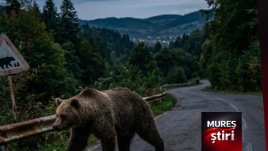 alerta-in-mures-|-pericol-iminent-de-ursi-la-reghin.-primarul-mark-endre:-„extragerea-va-avea-loc-cu-prima-ocazie!”