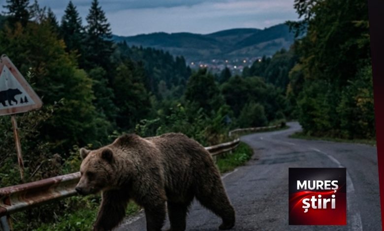 alerta-in-mures-|-pericol-iminent-de-ursi-la-reghin.-primarul-mark-endre:-„extragerea-va-avea-loc-cu-prima-ocazie!”