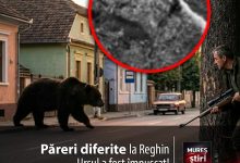 reactii-impartite:-muresenii,-in-plin-razboi-al-opiniilor-|-ursul-care-a-pus-reghinul-pe-jar,-eliminat!