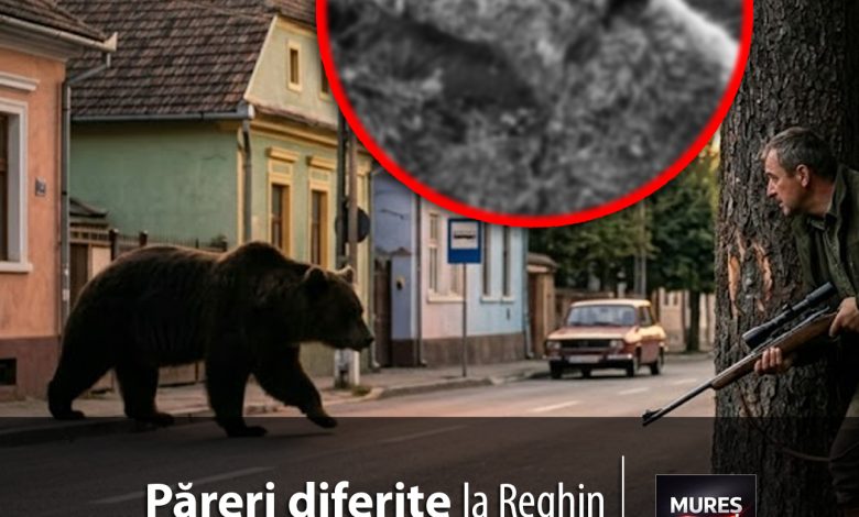 reactii-impartite:-muresenii,-in-plin-razboi-al-opiniilor-|-ursul-care-a-pus-reghinul-pe-jar,-eliminat!