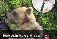 alerta-maxima-in-reghin:-unul-dintre-ursii-care-terorizau-orasul-a-fost-eliminat!