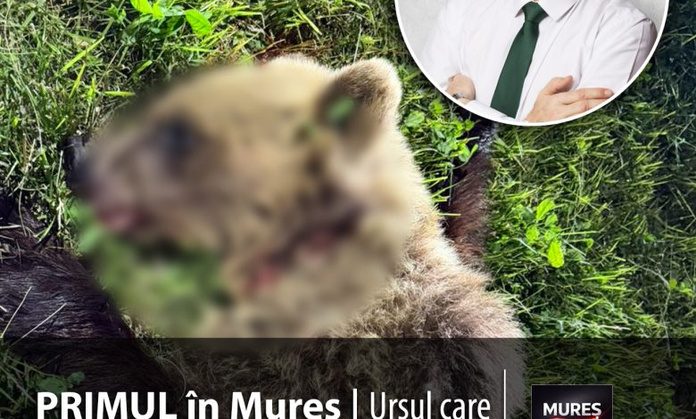 alerta-maxima-in-reghin:-unul-dintre-ursii-care-terorizau-orasul-a-fost-eliminat!