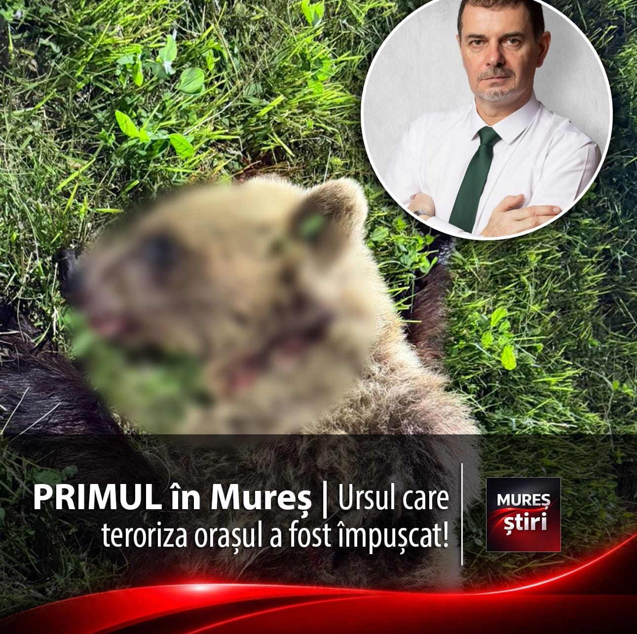alerta-maxima-in-reghin:-unul-dintre-ursii-care-terorizau-orasul-a-fost-eliminat!