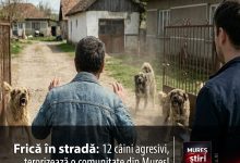 acuzatii-grave:-12-caini-„liberi”-ar-continua-sa-terorizeze-o-comunitate-din-mures,-in-ciuda-sesizarilor-repetate!