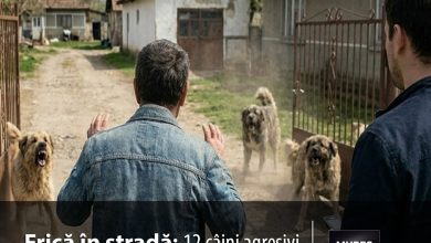 acuzatii-grave:-12-caini-„liberi”-ar-continua-sa-terorizeze-o-comunitate-din-mures,-in-ciuda-sesizarilor-repetate!