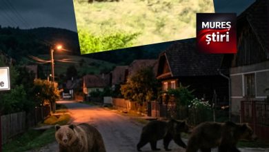 video-|-invazie-de-ursi-in-ernei:-animalele-salbatice-vin-non-stop,-noapte-de-noapte,-in-numar-alarmant!