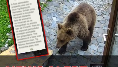 atentie-sporita-|-mesaj-ro-alert-privind-prezenta-unui-urs-in-targu-mures!