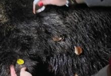 brasov:-ursul-care-a-creat-panica-in-poiana-a-fost-impuscat