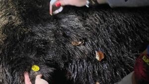 brasov:-ursul-care-a-creat-panica-in-poiana-a-fost-impuscat
