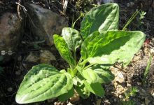 frunzele-de-patlagina,-prezentate-ca-remediu-extern-pentru-pielea-iritata,-cu-avertismente-privind-alergiile-si-ranile-grave