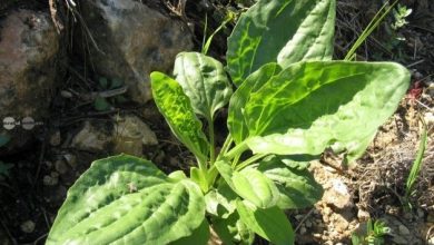 frunzele-de-patlagina,-prezentate-ca-remediu-extern-pentru-pielea-iritata,-cu-avertismente-privind-alergiile-si-ranile-grave