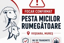 inca-o-pesta!-focar-de-pesta-a-micilor-rumegatoare-confirmat-la-viisoara
