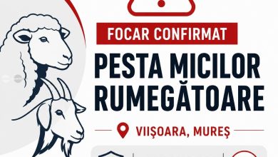 inca-o-pesta!-focar-de-pesta-a-micilor-rumegatoare-confirmat-la-viisoara