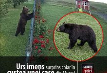 alerta-maxima:-urs-imens-surprins-de-camerele-de-supraveghere-chiar-in-curtea-unei-case,-in-sancraiu-de-mures!-video