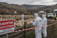peste-2.200-de-oi,-eutanasiate-intr-o-luna-pe-fondul-aparitiei-variolei-si-a-pestei-micilor-rumegatoare