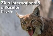 ziua-internationala-a-rasului-va-fi-marcata-la-gradina-zoologica-brasov