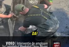 video-|-interventie-de-amploare-la-complexul-weekend-targu-mures:-400-kg-de-peste-relocati-in-siguranta!