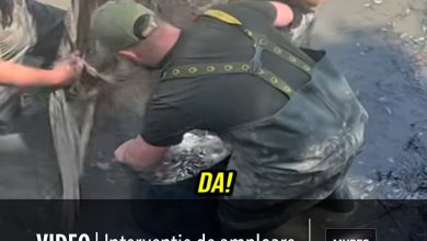 video-|-interventie-de-amploare-la-complexul-weekend-targu-mures:-400-kg-de-peste-relocati-in-siguranta!