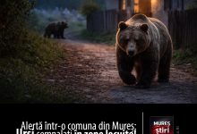 alerta-in-comuna-ganesti:-ursi-semnalati-in-zone-locuite,-autoritatile-cer-evitarea-deplasarilor!