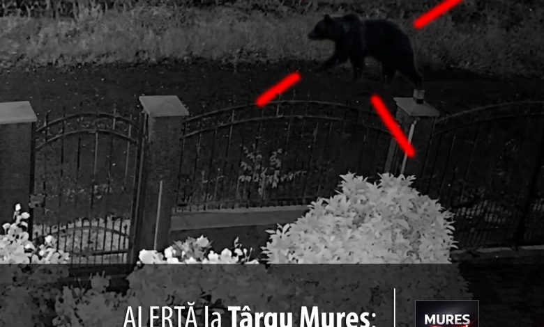 alerta-la-targu-mures:-un-urs-a-fost-surprins-in-cartierul-unirii,-pe-strada-hagi-stoian.-locuitorii-sunt-in-alerta!-video
