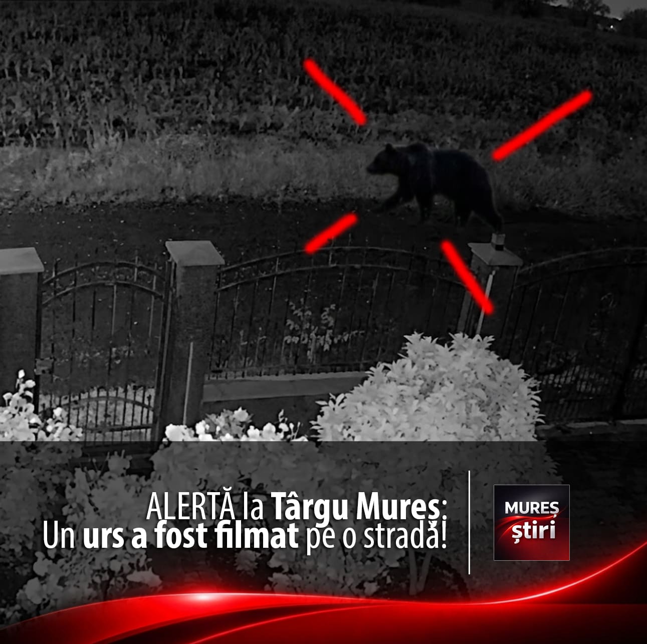alerta-la-targu-mures:-un-urs-a-fost-surprins-in-cartierul-unirii,-pe-strada-hagi-stoian.-locuitorii-sunt-in-alerta!-video