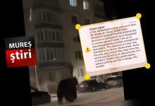 breaking-news:-alerta-maxima-in-targu-mures!-urs-semnalat-intr-o-zona-intens-populata-/-a-fost-emis-mesaj-ro-alert