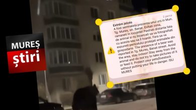 breaking-news:-alerta-maxima-in-targu-mures!-urs-semnalat-intr-o-zona-intens-populata-/-a-fost-emis-mesaj-ro-alert