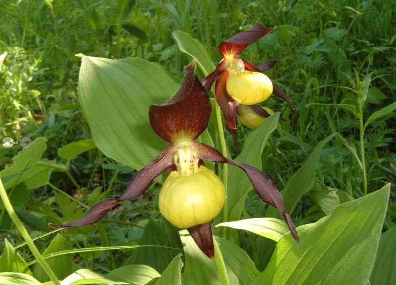 a-inflorit-papucul-doamnei,-orhideea-rara-protejata-la-nivel-european-si-admirata-de-iubitorii-de-natura