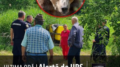 ultima-ora-|-alerta-de-urs-in-sangeorgiu-de-mures:-autoritatile-au-intervenit-in-regim-de-urgenta!