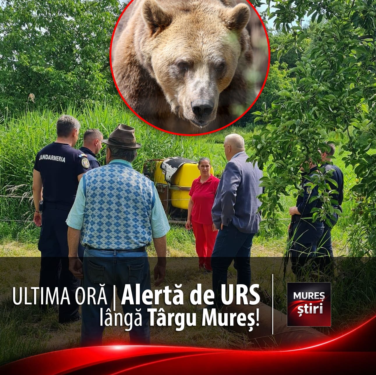 ultima-ora-|-alerta-de-urs-in-sangeorgiu-de-mures:-autoritatile-au-intervenit-in-regim-de-urgenta!