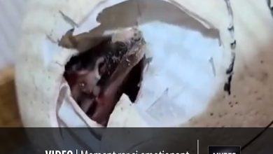 video-|-spectacolul-vietii-la-zoo-targu-mures:-moment-rar-si-emotionant-surprins-in-direct!