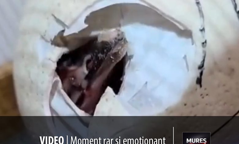 video-|-spectacolul-vietii-la-zoo-targu-mures:-moment-rar-si-emotionant-surprins-in-direct!