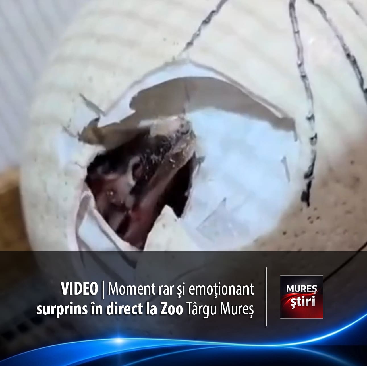 video-|-spectacolul-vietii-la-zoo-targu-mures:-moment-rar-si-emotionant-surprins-in-direct!