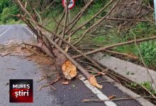 atentie-in-trafic:-pericol-de-accident-din-cauza-unui-copac-cazut-pe-carosabil-pe-dn15,-toplita-–-reghin!
