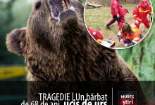 tragedie-in-covasna:-un-barbat-de-68-de-ani,-ucis-de-urs-la-locul-de-munca!-romania-cere-urgent-modificarea-legislatiei-europene