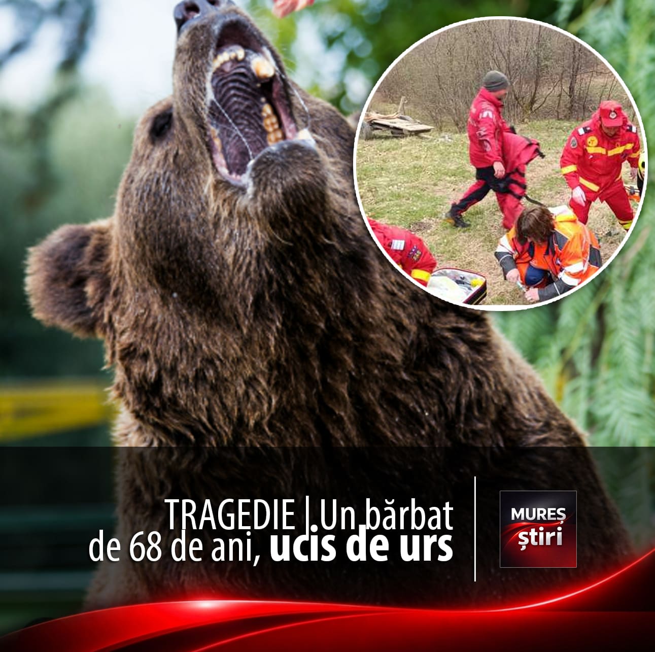 tragedie-in-covasna:-un-barbat-de-68-de-ani,-ucis-de-urs-la-locul-de-munca!-romania-cere-urgent-modificarea-legislatiei-europene