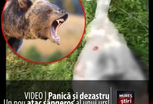 video-|-panica-si-dezastru-in-mures:-un-nou-atac-sangeros-al-unui-urs-a-lasat-in-urma-animale-mutilate-si-localnici-terorizati,-la-zagar!