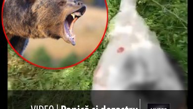 video-|-panica-si-dezastru-in-mures:-un-nou-atac-sangeros-al-unui-urs-a-lasat-in-urma-animale-mutilate-si-localnici-terorizati,-la-zagar!