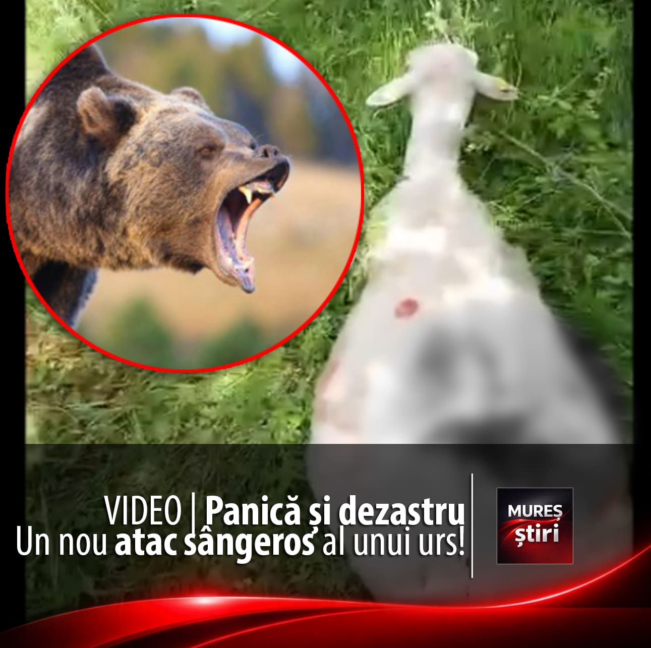 video-|-panica-si-dezastru-in-mures:-un-nou-atac-sangeros-al-unui-urs-a-lasat-in-urma-animale-mutilate-si-localnici-terorizati,-la-zagar!
