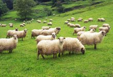 romania-risca-restrictii-la-exporturile-de-ovine-si-caprine-din-cauza-focarelor-de-variola-si-de-pesta-confirmate-in-judetul-mures