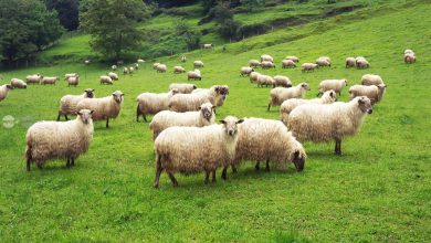 romania-risca-restrictii-la-exporturile-de-ovine-si-caprine-din-cauza-focarelor-de-variola-si-de-pesta-confirmate-in-judetul-mures