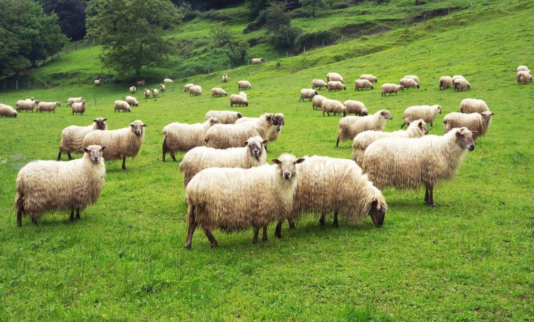 romania-risca-restrictii-la-exporturile-de-ovine-si-caprine-din-cauza-focarelor-de-variola-si-de-pesta-confirmate-in-judetul-mures
