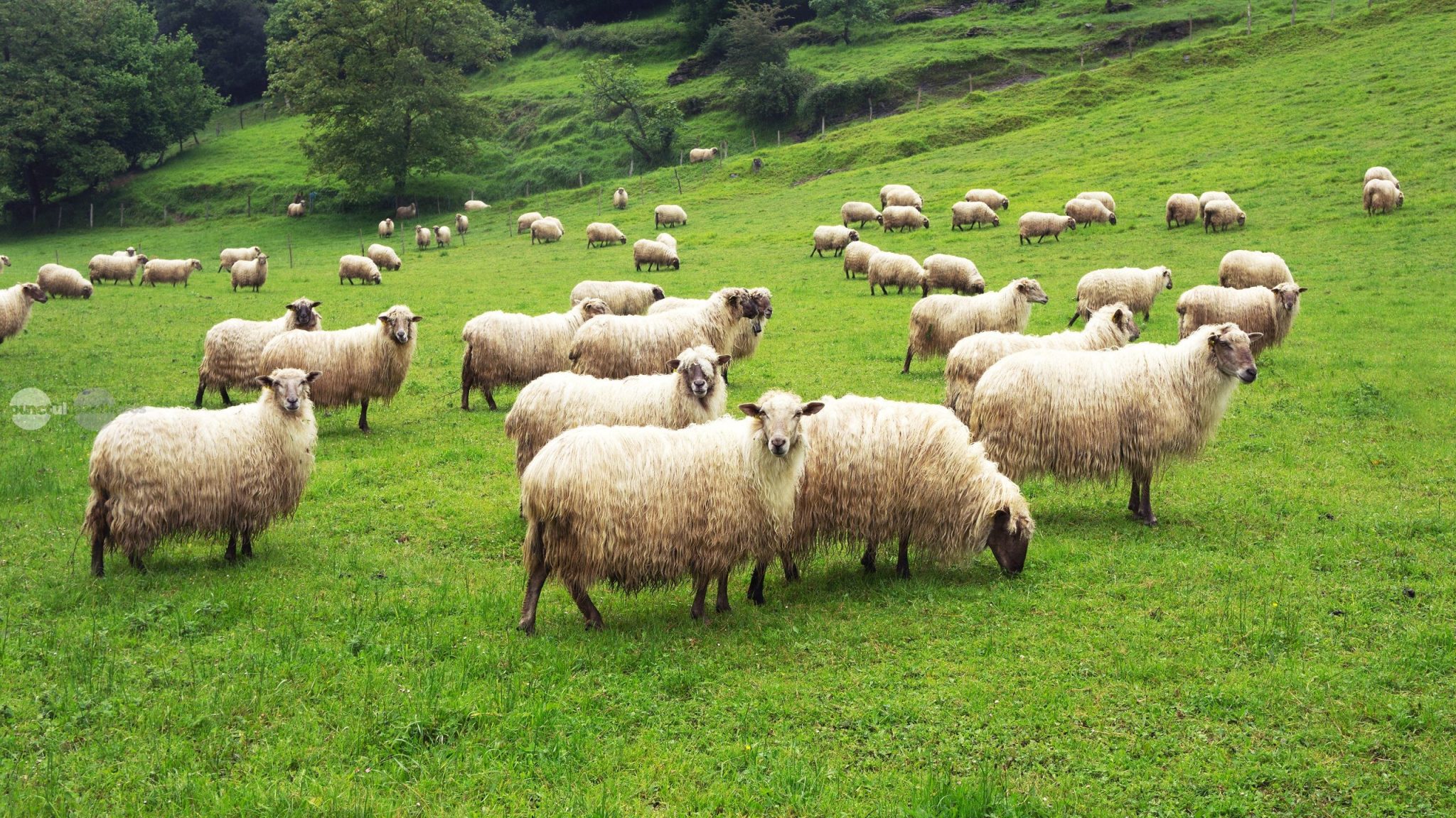 romania-risca-restrictii-la-exporturile-de-ovine-si-caprine-din-cauza-focarelor-de-variola-si-de-pesta-confirmate-in-judetul-mures
