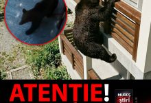 video-|-alerta-de-gradul-zero-in-judetul-mures:-o-familie,-la-un-pas-de-tragedie-din-cauza-ursilor,-in-rastolita!