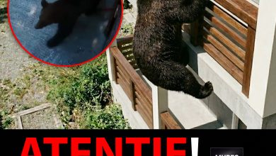video-|-alerta-de-gradul-zero-in-judetul-mures:-o-familie,-la-un-pas-de-tragedie-din-cauza-ursilor,-in-rastolita!