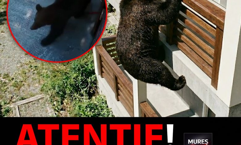 video-|-alerta-de-gradul-zero-in-judetul-mures:-o-familie,-la-un-pas-de-tragedie-din-cauza-ursilor,-in-rastolita!