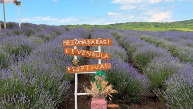 o-noua-editie-a-festivalului-lavandei-a-inceput-la-madaras