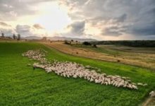 gospodariile-rurale-pot-participa-la-programul-„viata-la-tara”
