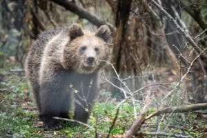 urs-impuscat-la-casinul-nou-dupa-ce-a-atacat-doi-membri-ai-unei-echipe-de-interventie