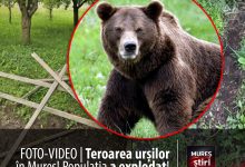 foto-video-|-teroarea-ursilor-in-judetul-mures:-populatia-a-explodat,-localnicii-traiesc-cu-frica-in-san!